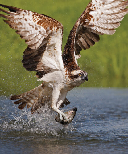 Ospreys: Fish Predator Secrets Revealed